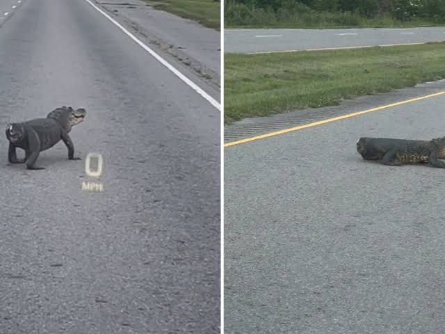 Alligator without tail